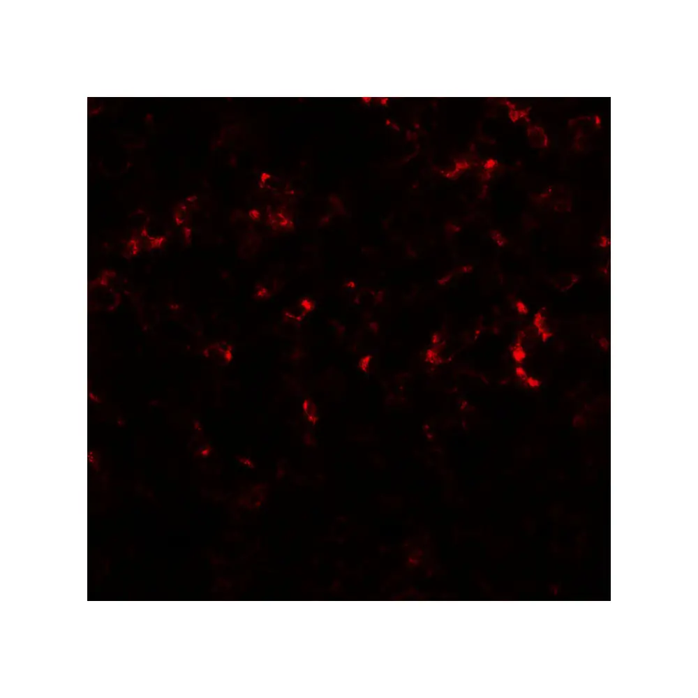 ProSci 7077_S CEBPD Antibody, ProSci, 0.02 mg/Unit Secondary Image