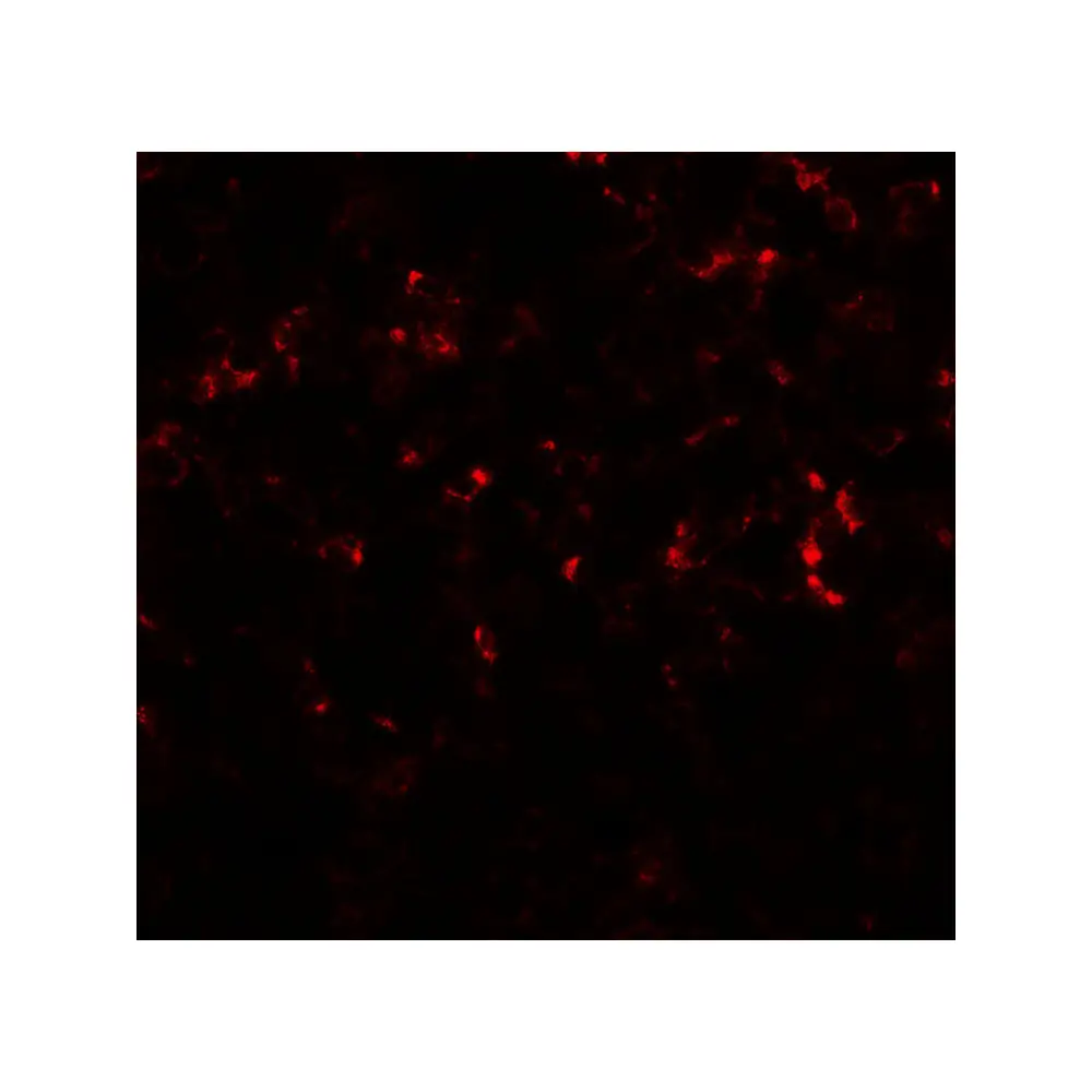 ProSci 7077 CEBPD Antibody, ProSci, 0.1 mg/Unit Secondary Image