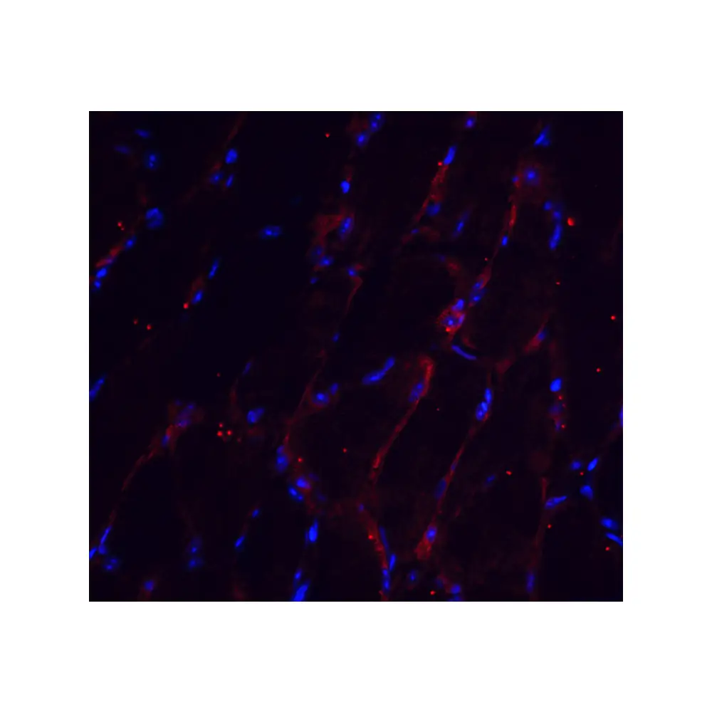 ProSci 8423 CHADL Antibody, ProSci, 0.1 mg/Unit Tertiary Image