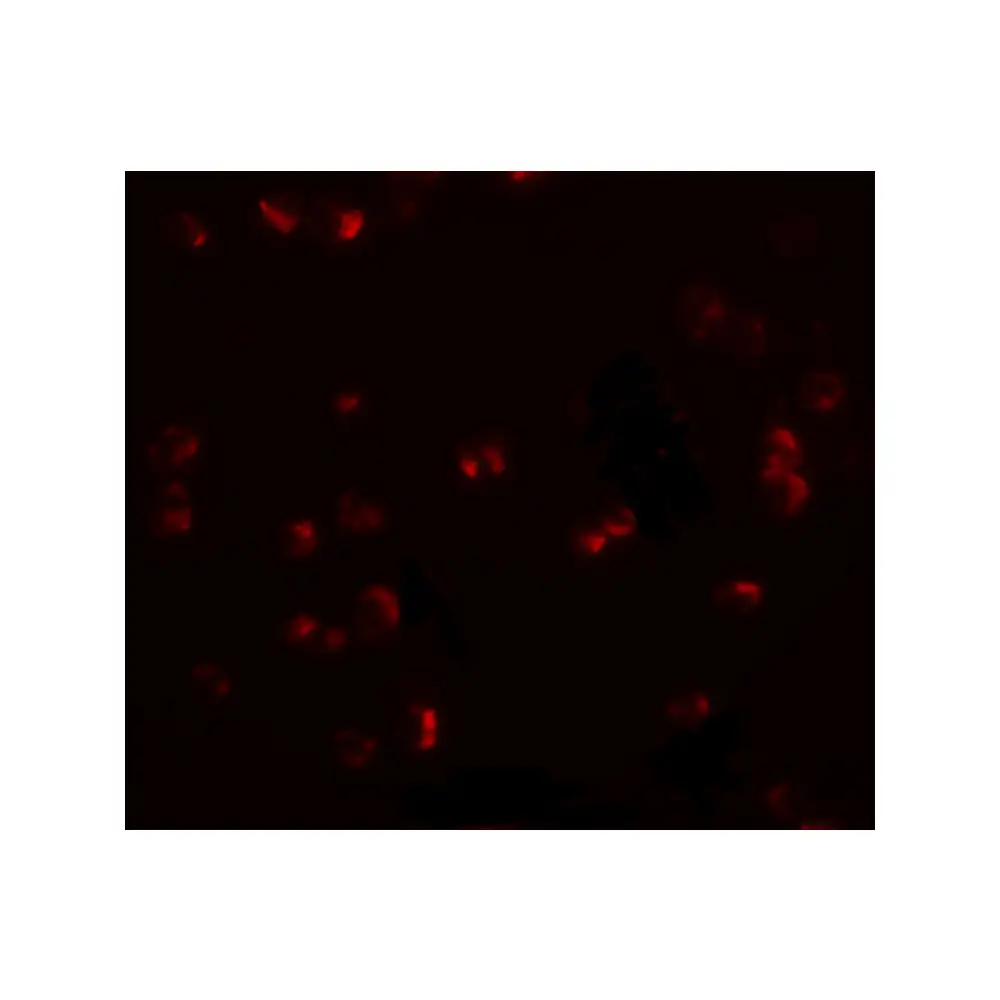 ProSci 5587 CHORDC1 Antibody, ProSci, 0.1 mg/Unit Tertiary Image