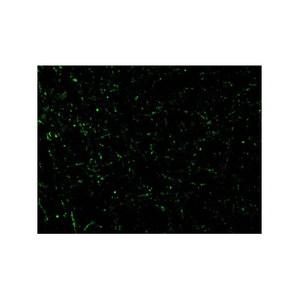ProSci 2085_S CIDE-A Antibody, ProSci, 0.02 mg/Unit Tertiary Image