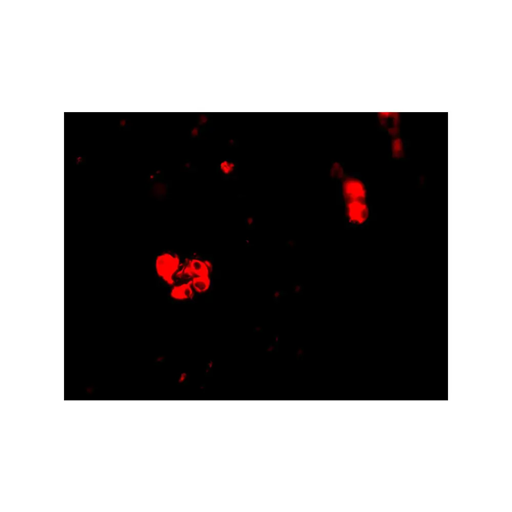 ProSci 2319 CIDE-B Antibody, ProSci, 0.1 mg/Unit Tertiary Image