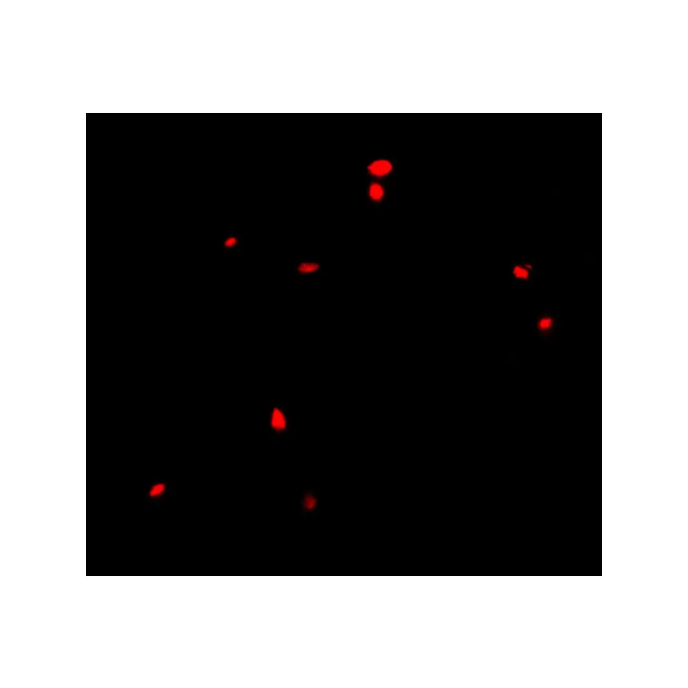ProSci 2321_S CIDE-B Antibody, ProSci, 0.02 mg/Unit Tertiary Image