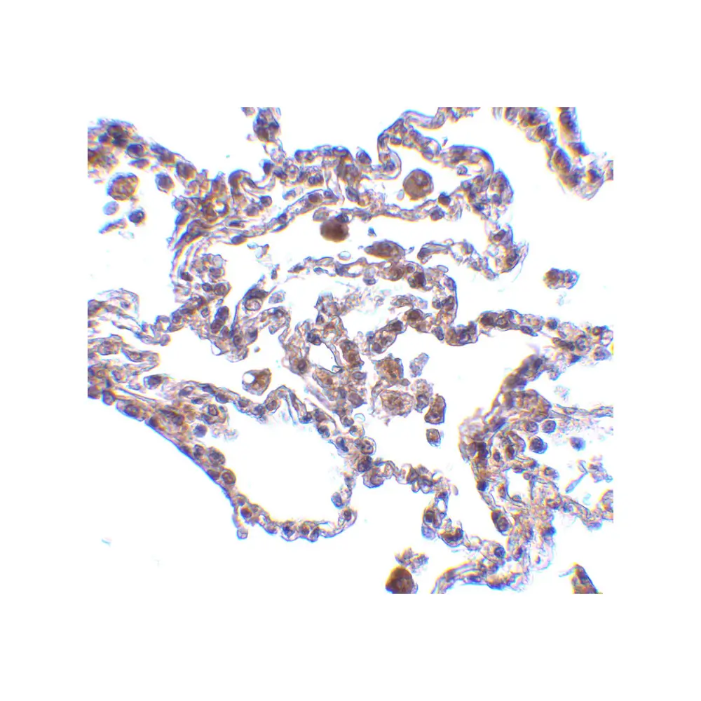 ProSci 2501 CIKS Antibody, ProSci, 0.1 mg/Unit Secondary Image