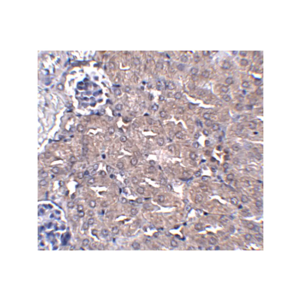 ProSci 5267_S CIP75 Antibody, ProSci, 0.02 mg/Unit Secondary Image
