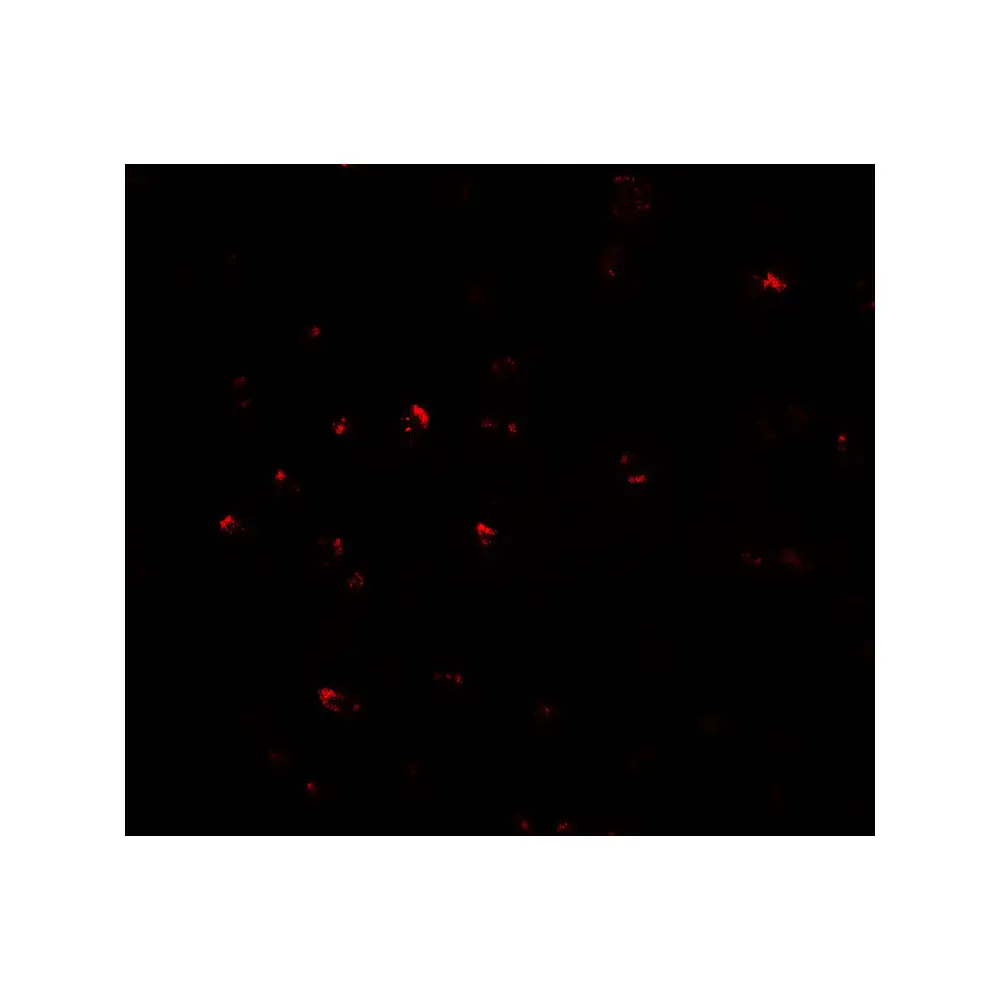 ProSci 7067 CITED2 Antibody, ProSci, 0.1 mg/Unit Secondary Image