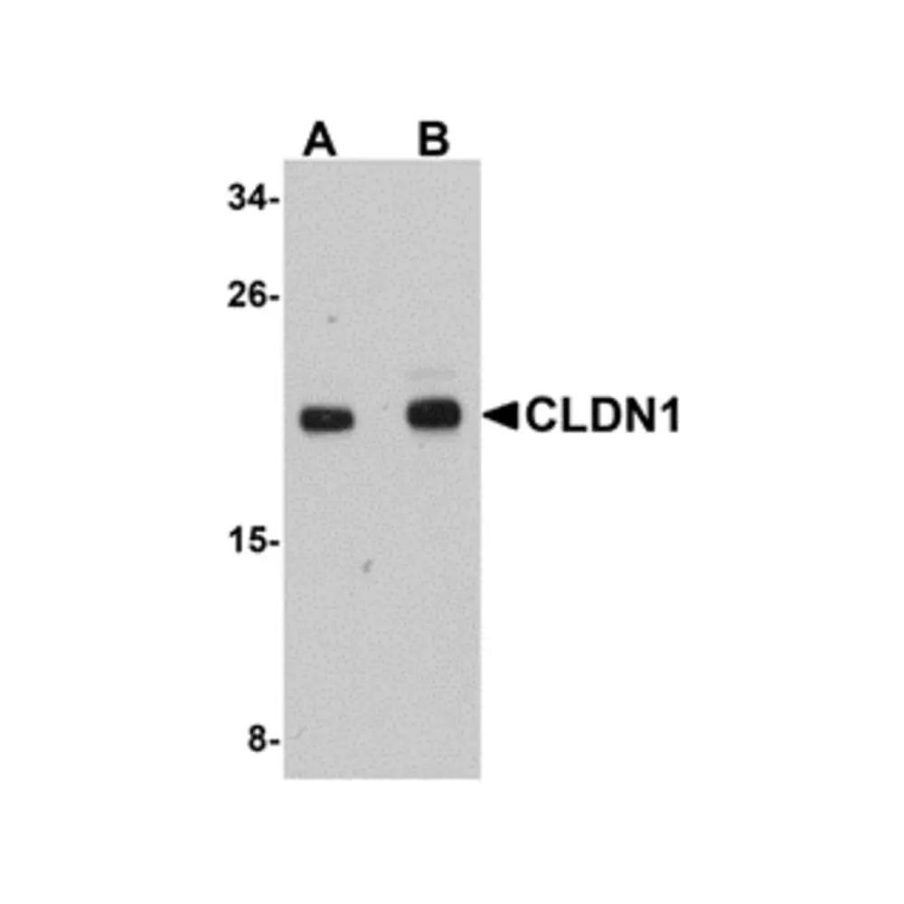 ProSci 5187 CLDN1 Antibody, ProSci, 0.1 mg/Unit Secondary Image