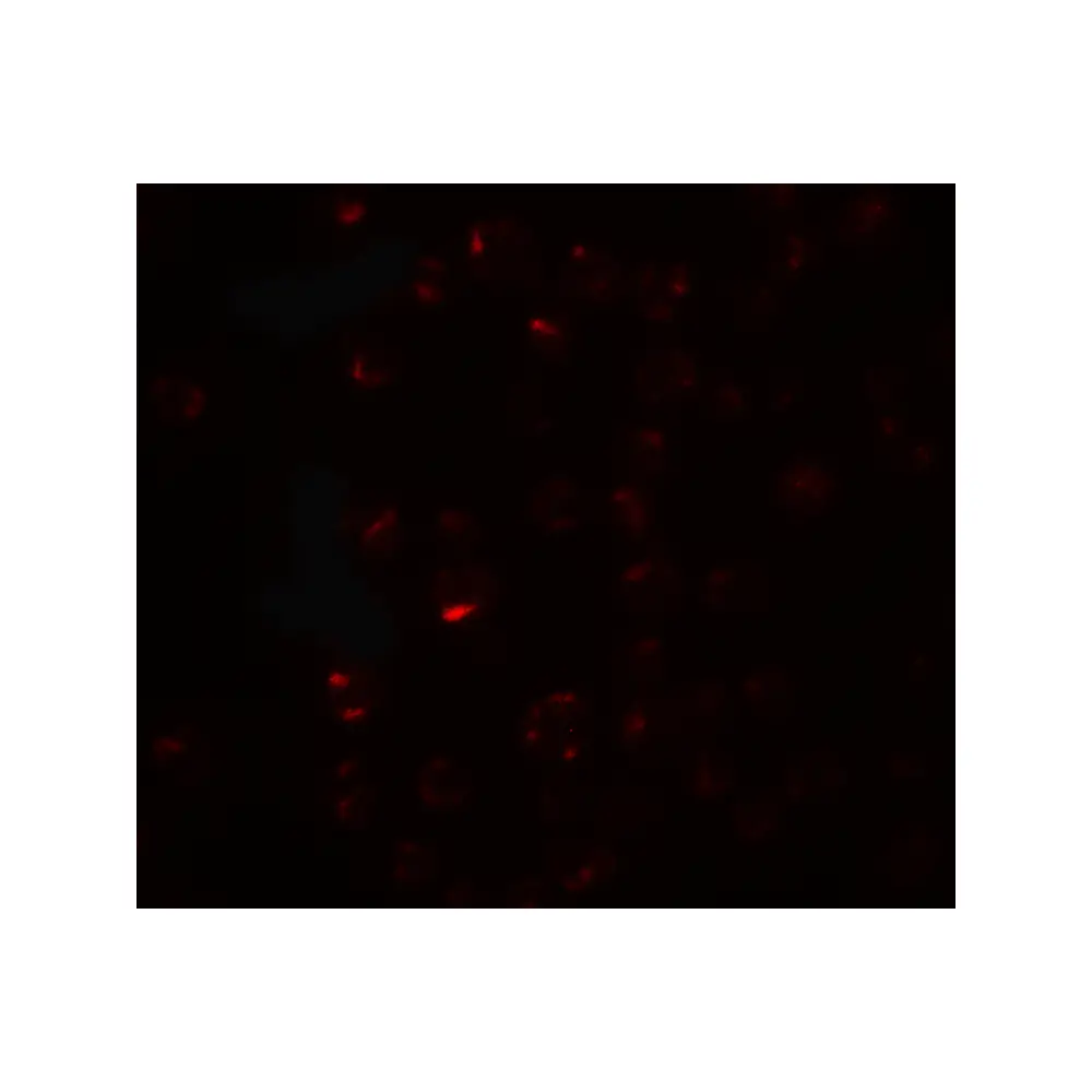ProSci 6959_S CLEC2A Antibody, ProSci, 0.02 mg/Unit Secondary Image