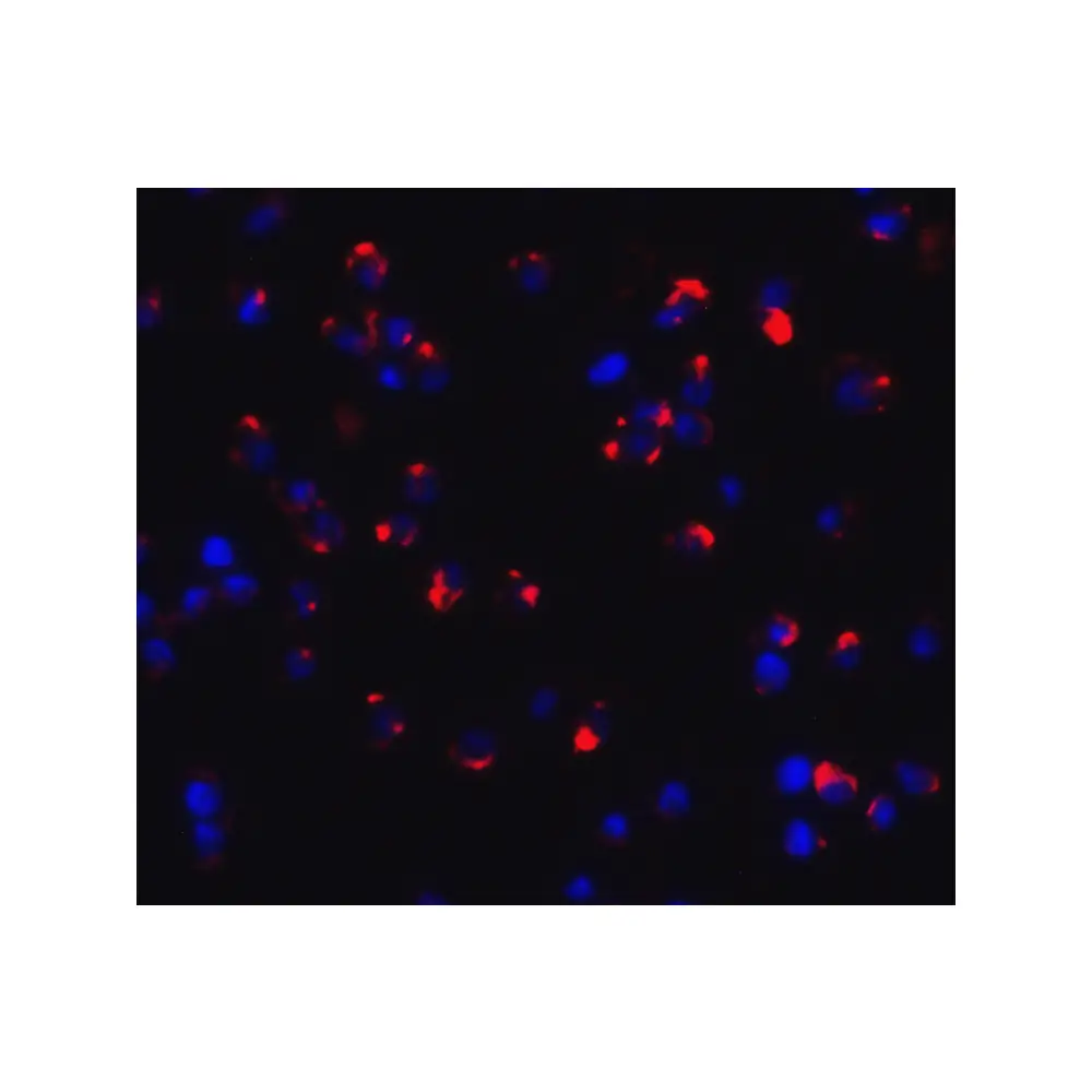 ProSci 6833_S CLEC7A Antibody, ProSci, 0.02 mg/Unit Tertiary Image