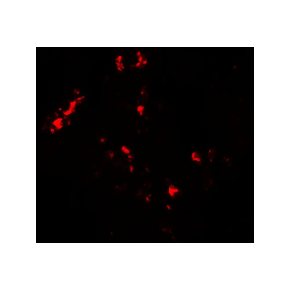 ProSci 7063_S CMPK2 Antibody, ProSci, 0.02 mg/Unit Secondary Image