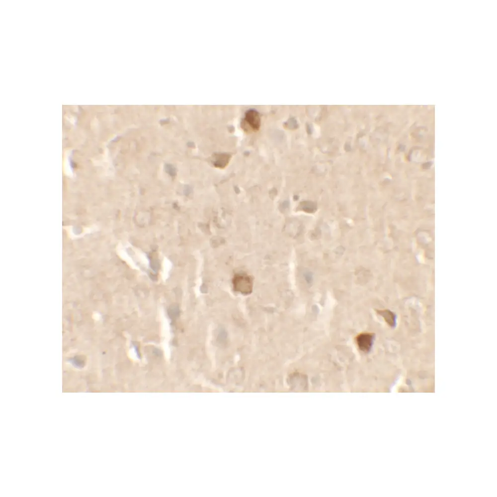 ProSci 7303 CNRIP1 Antibody, ProSci, 0.1 mg/Unit Secondary Image
