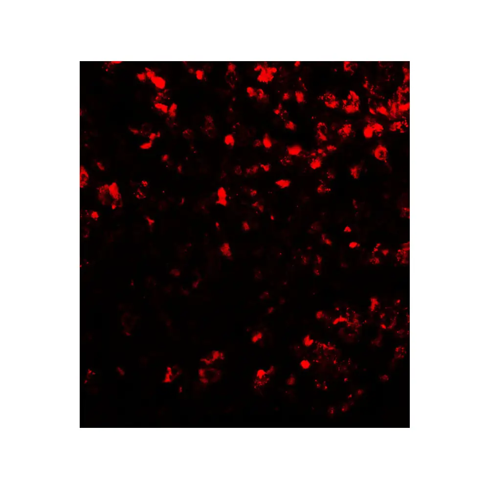 ProSci 7541_S COMMD7 Antibody, ProSci, 0.02 mg/Unit Tertiary Image