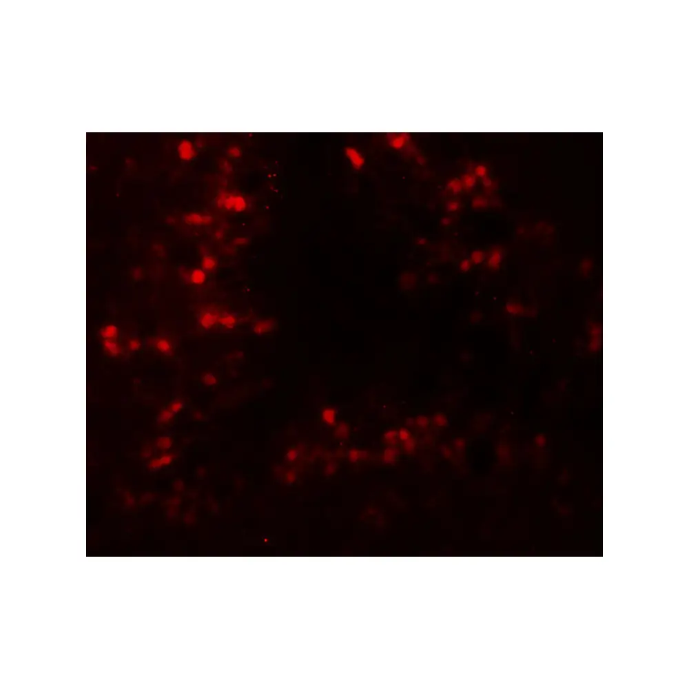 ProSci 8115_S CRBN Antibody, ProSci, 0.02 mg/Unit Tertiary Image