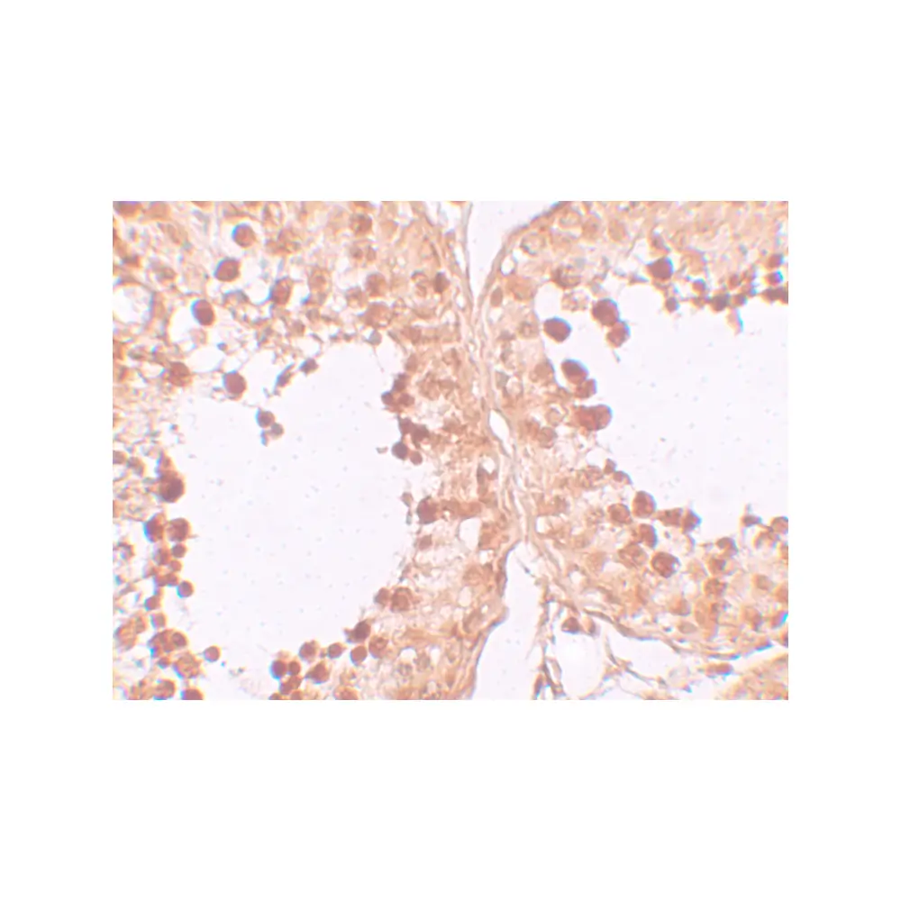 ProSci 5873_S CRISP2 Antibody, ProSci, 0.02 mg/Unit Secondary Image