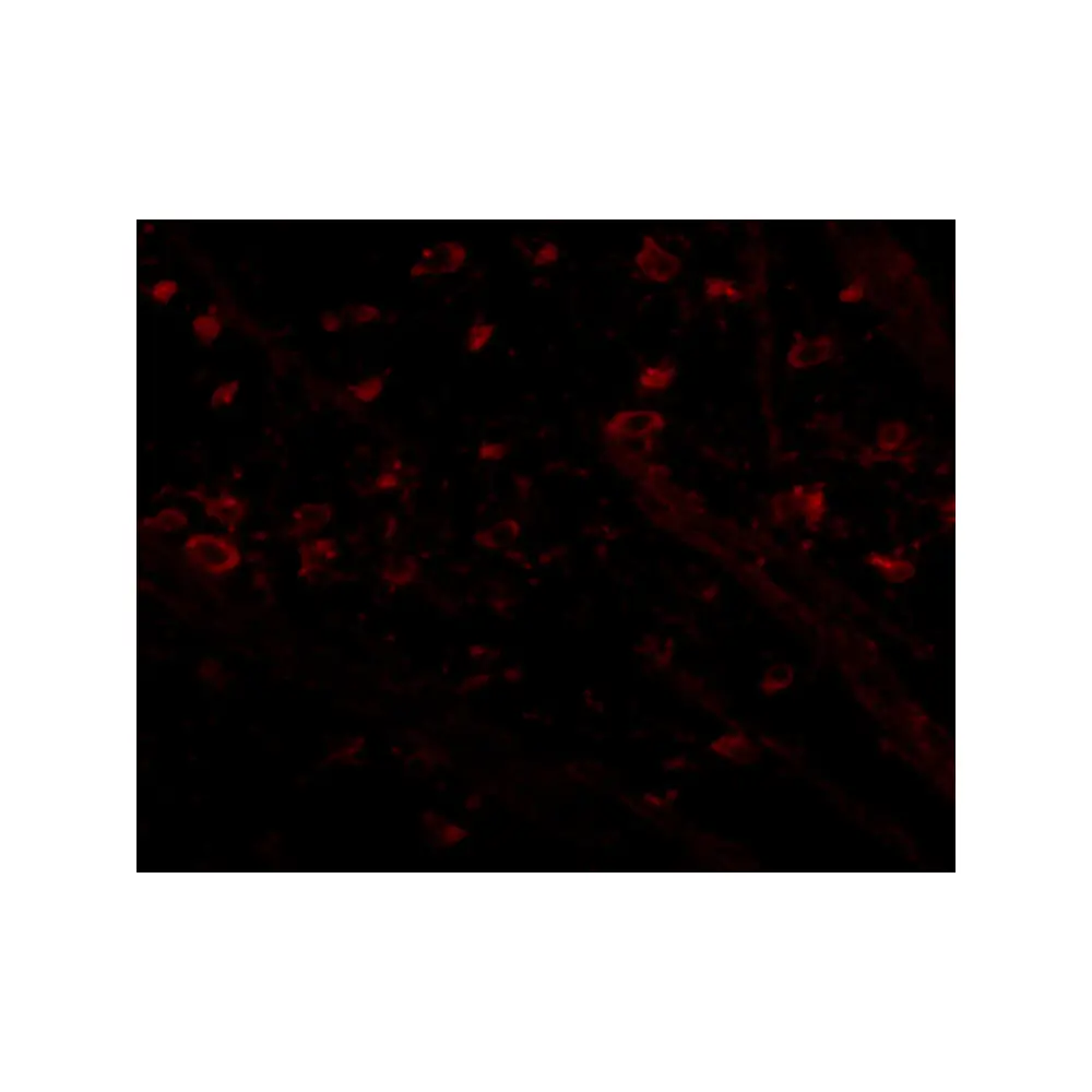 ProSci 4983_S CRMP1 Antibody, ProSci, 0.02 mg/Unit Tertiary Image