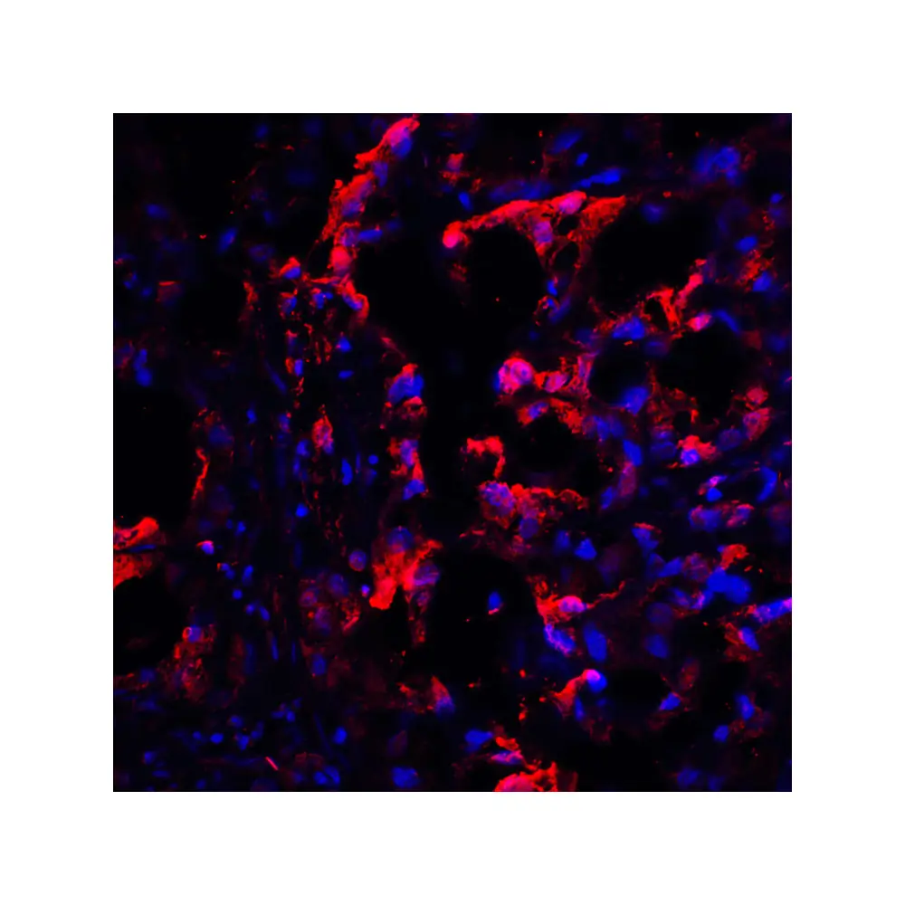 ProSci RF16011 CTLA4 Antibody [1E6], ProSci, 0.1 mg/Unit Quaternary Image