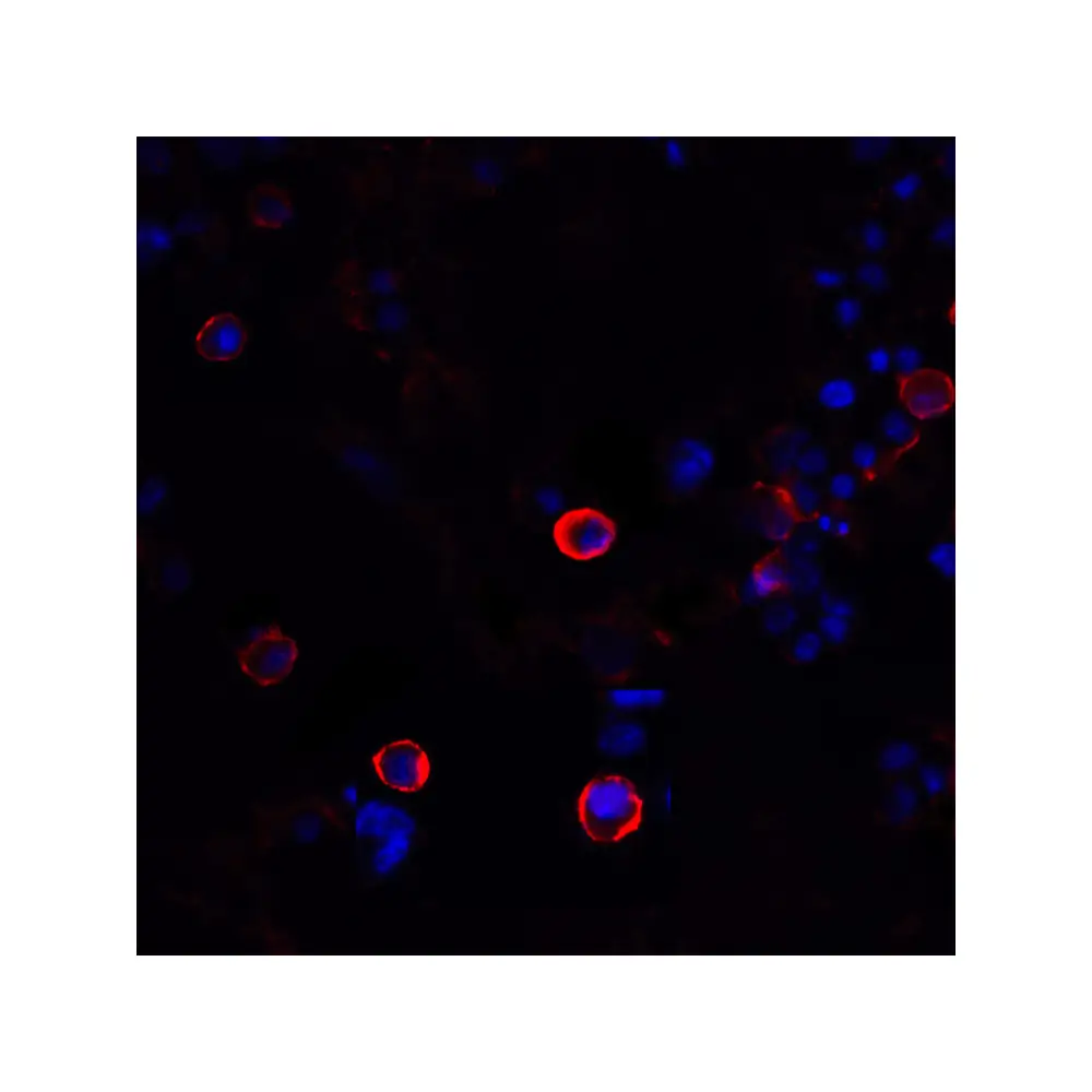 ProSci RF16011_S CTLA4 Antibody [1E6], ProSci, 0.02 mg/Unit Tertiary Image