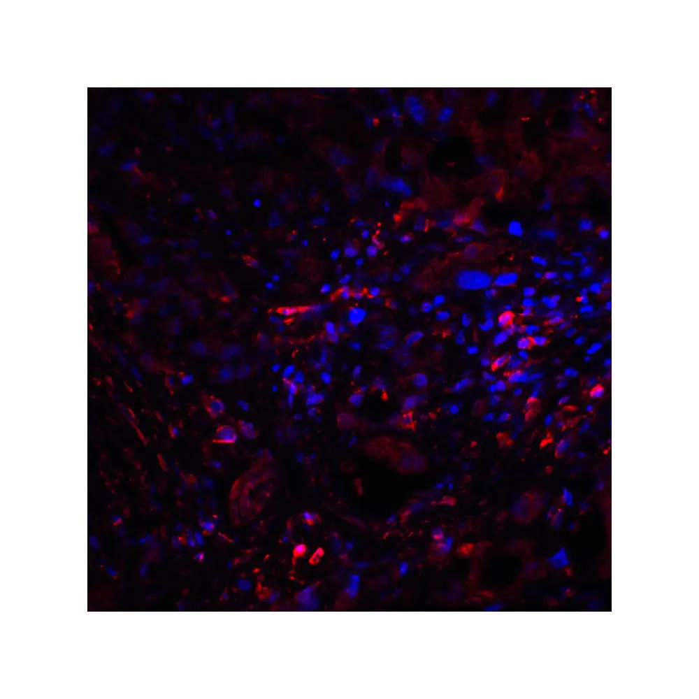 ProSci RF16012_S CTLA4 Antibody [2G10], ProSci, 0.02 mg/Unit Quaternary Image