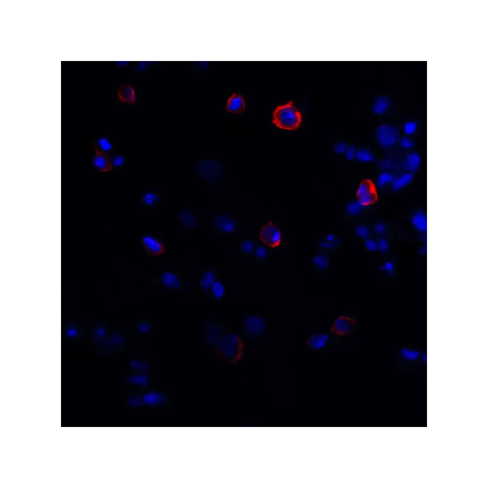 ProSci RF16012 CTLA4 Antibody [2G10], ProSci, 0.1 mg/Unit Tertiary Image