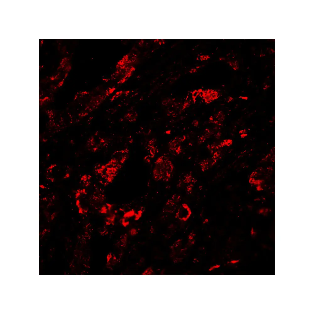 ProSci RF16013 CTLA4 Antibody [8A1], ProSci, 0.1 mg/Unit Quaternary Image