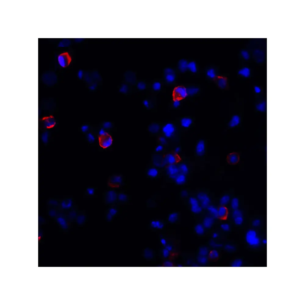 ProSci RF16013 CTLA4 Antibody [8A1], ProSci, 0.1 mg/Unit Tertiary Image