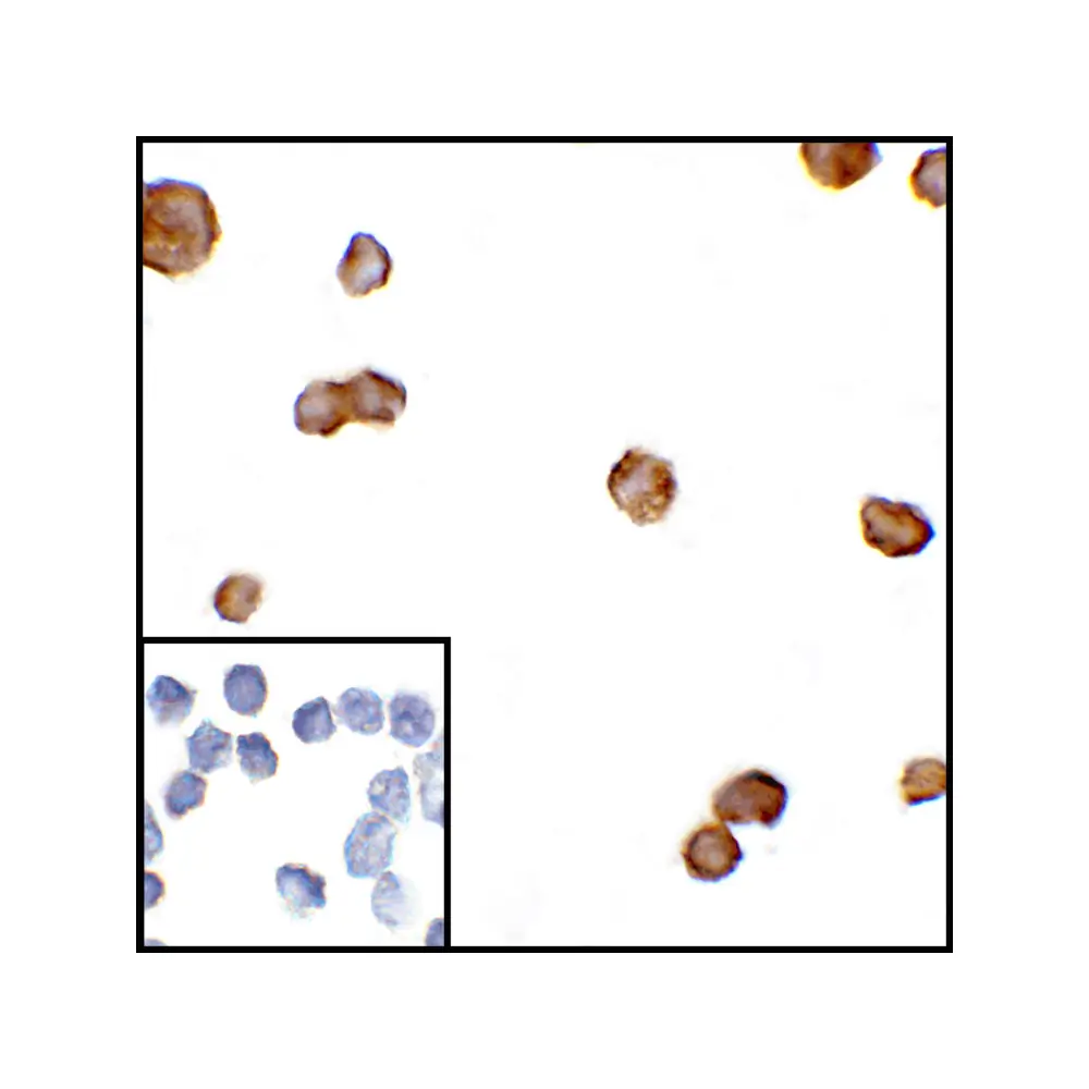ProSci RF16011_S CTLA4 Antibody [1E6], ProSci, 0.02 mg/Unit Secondary Image