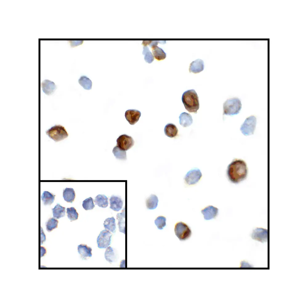 ProSci RF16012 CTLA4 Antibody [2G10], ProSci, 0.1 mg/Unit Secondary Image
