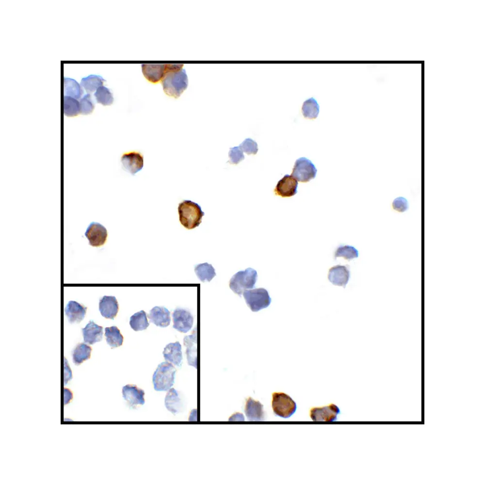 ProSci RF16013 CTLA4 Antibody [8A1], ProSci, 0.1 mg/Unit Secondary Image