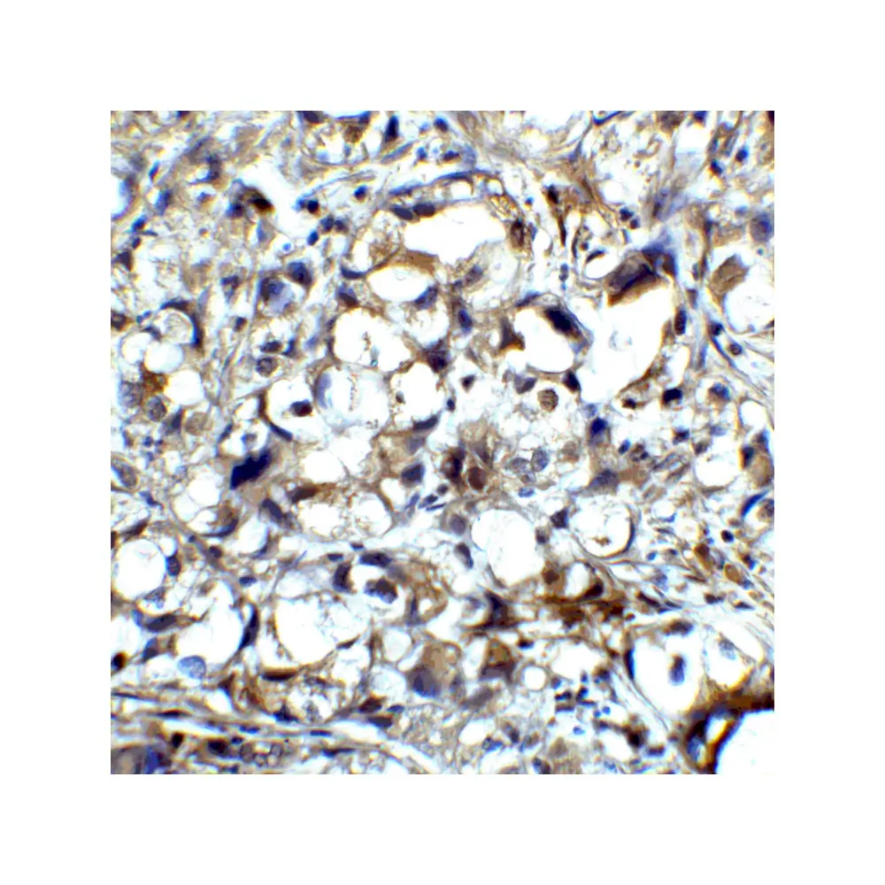 ProSci RF16011 CTLA4 Antibody [1E6], ProSci, 0.1 mg/Unit Senary Image