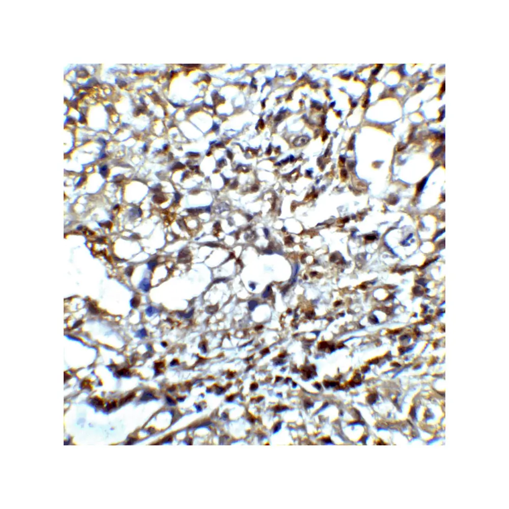 ProSci RF16012 CTLA4 Antibody [2G10], ProSci, 0.1 mg/Unit Senary Image