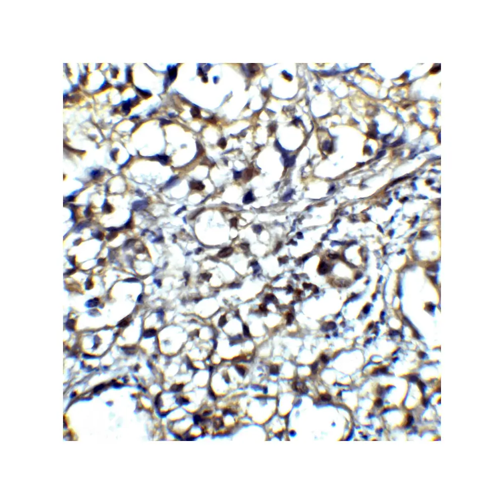 ProSci RF16013 CTLA4 Antibody [8A1], ProSci, 0.1 mg/Unit Senary Image
