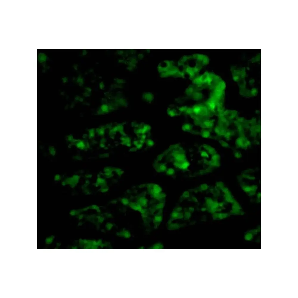 ProSci 3557 CTRP1 Antibody, ProSci, 0.1 mg/Unit Tertiary Image