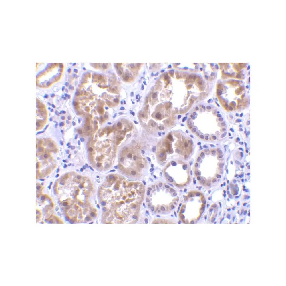 ProSci 3557_S CTRP1 Antibody, ProSci, 0.02 mg/Unit Secondary Image