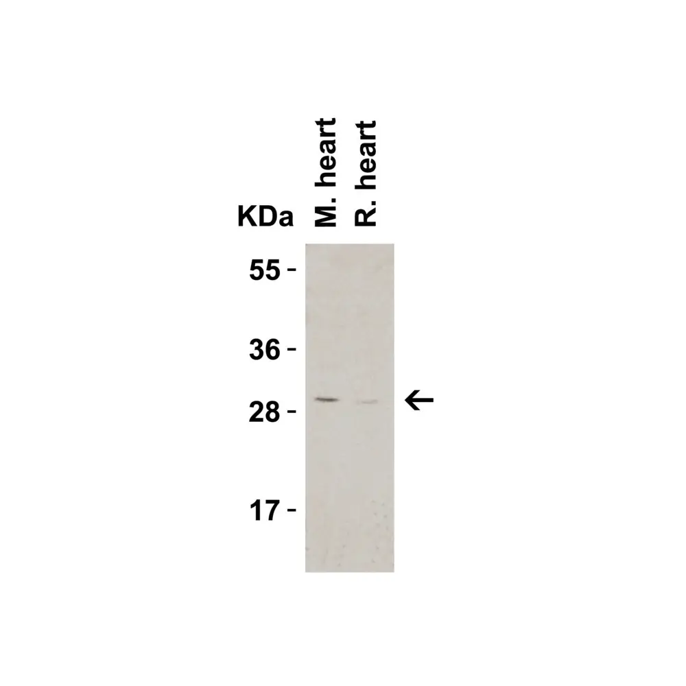 ProSci 3565_S CTRP3 Antibody, ProSci, 0.02 mg/Unit Tertiary Image