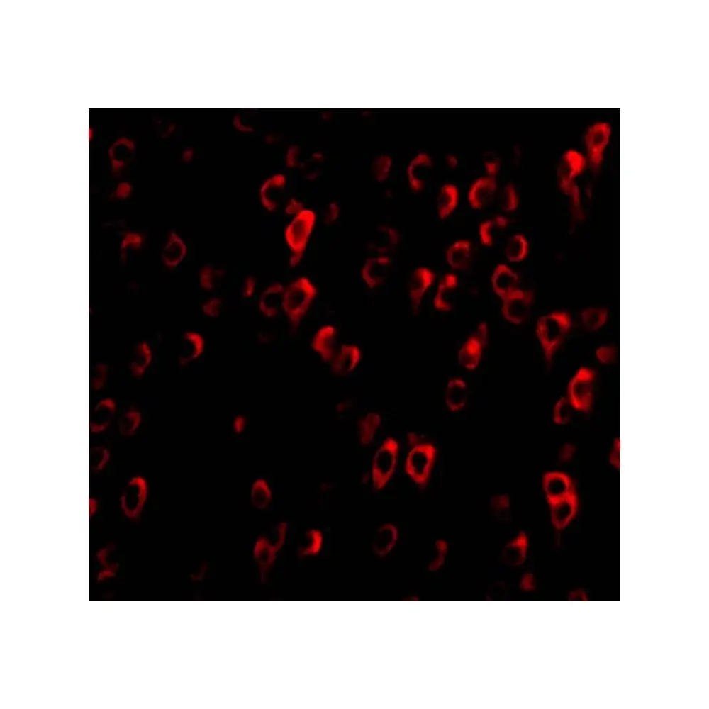 ProSci 3567 CTRP4 Antibody, ProSci, 0.1 mg/Unit Tertiary Image