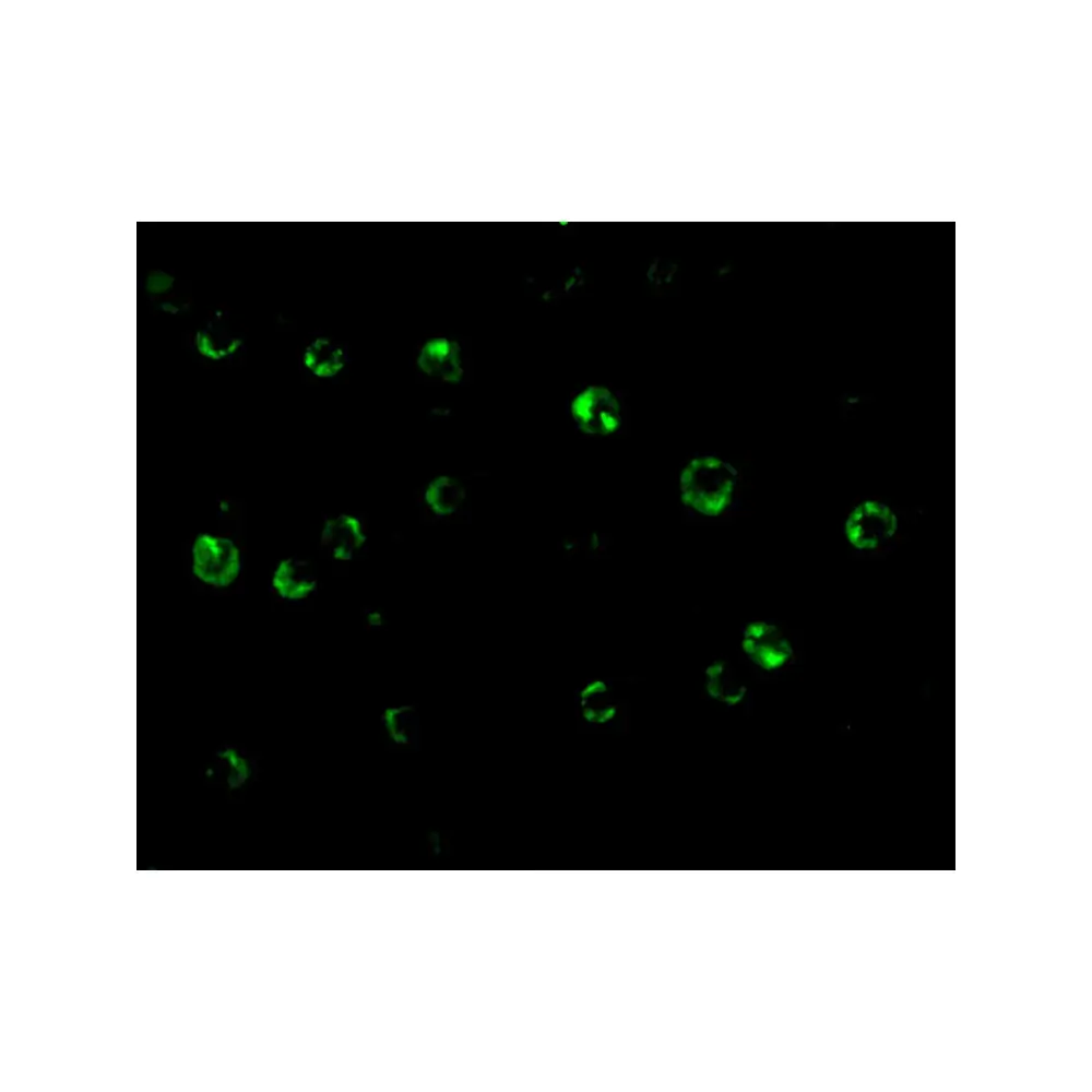 ProSci 3575_S CTRP6 Antibody, ProSci, 0.02 mg/Unit Tertiary Image