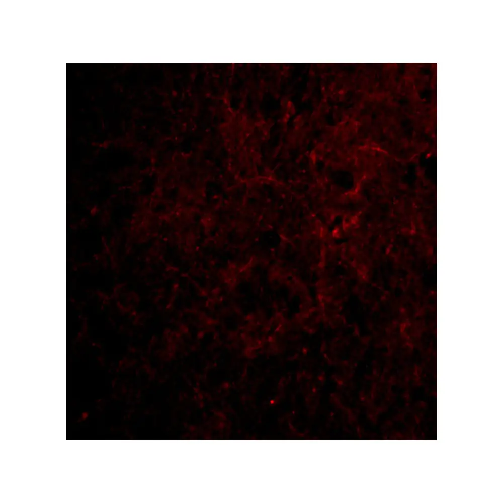ProSci 3577_S CTRP6 Antibody, ProSci, 0.02 mg/Unit Tertiary Image