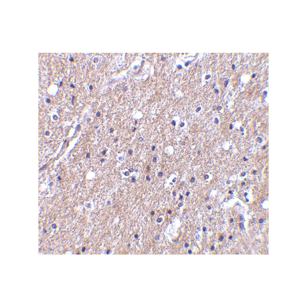 ProSci 3577_S CTRP6 Antibody, ProSci, 0.02 mg/Unit Secondary Image