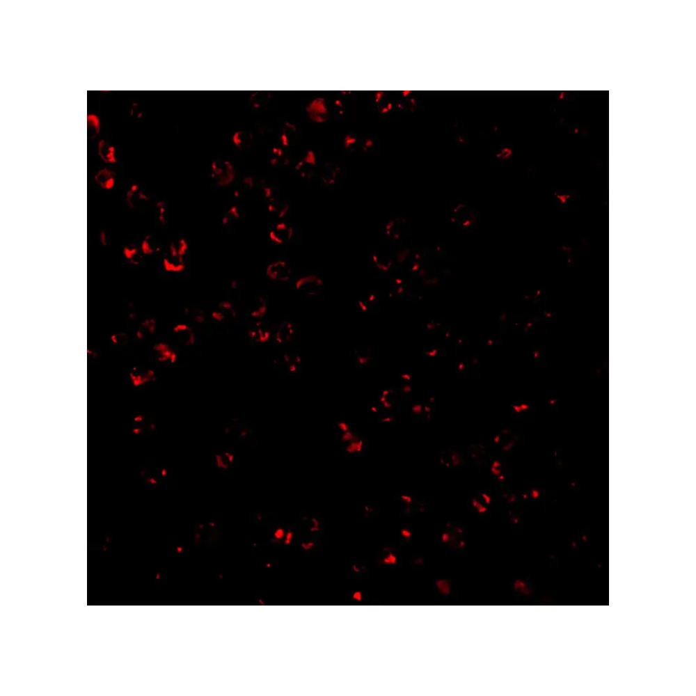 ProSci 3579_S CTRP7 Antibody, ProSci, 0.02 mg/Unit Tertiary Image