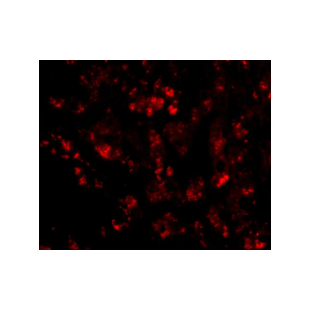 ProSci 4829 CUEDC1 Antibody, ProSci, 0.1 mg/Unit Tertiary Image