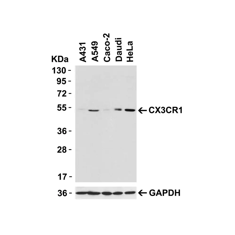 ProSci 2093_S CX3CR1 Antibody, ProSci, 0.02 mg/Unit Primary Image