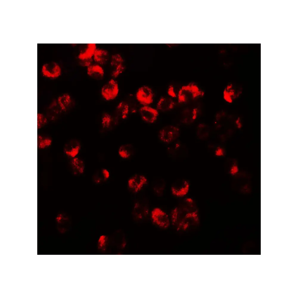 ProSci 7647 CXCR3 Antibody, ProSci, 0.1 mg/Unit Tertiary Image