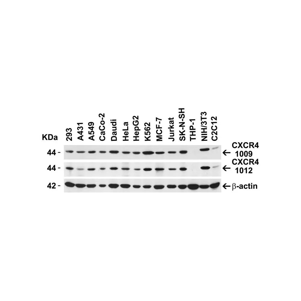 ProSci 1009 CXCR4 Antibody, ProSci, 0.1 mg/Unit Secondary Image