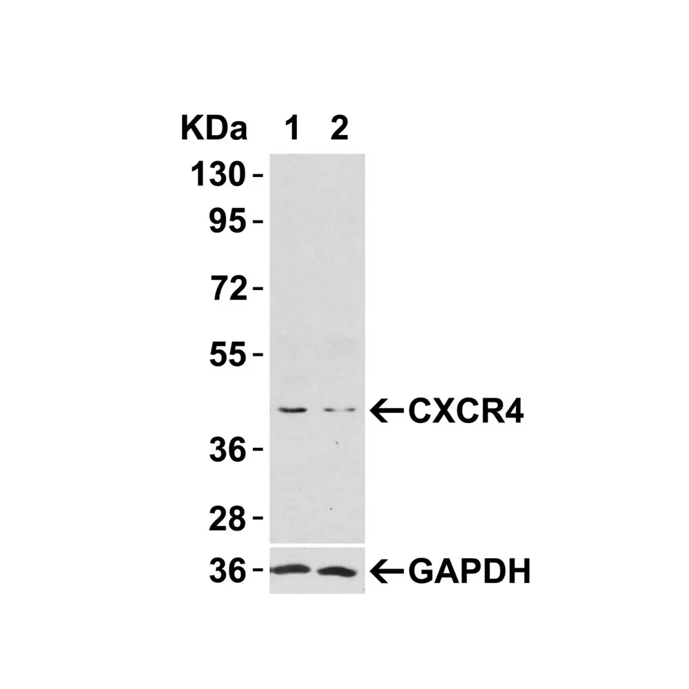 ProSci 1009 CXCR4 Antibody, ProSci, 0.1 mg/Unit Tertiary Image