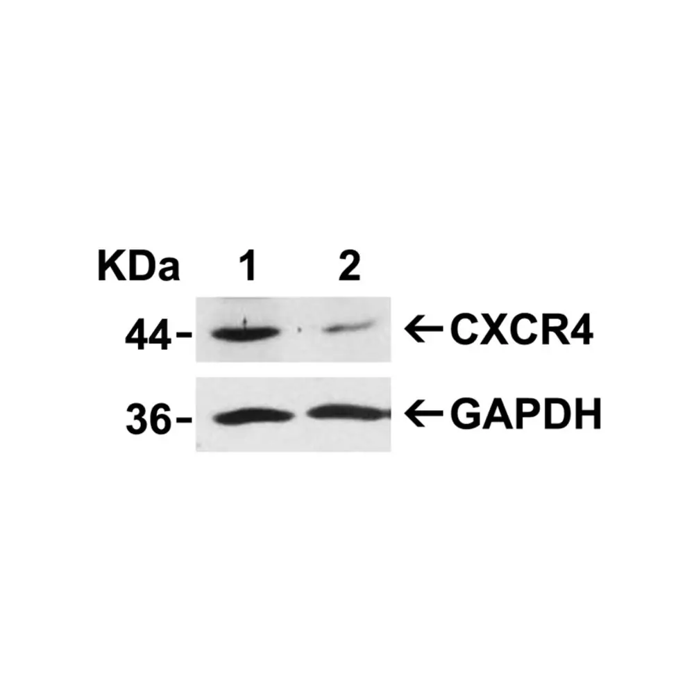ProSci 1012_S CXCR4 Antibody, ProSci, 0.02 mg/Unit Tertiary Image