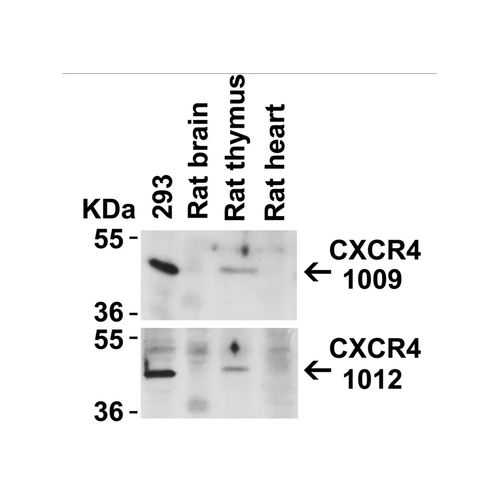 ProSci 1009 CXCR4 Antibody, ProSci, 0.1 mg/Unit Quaternary Image