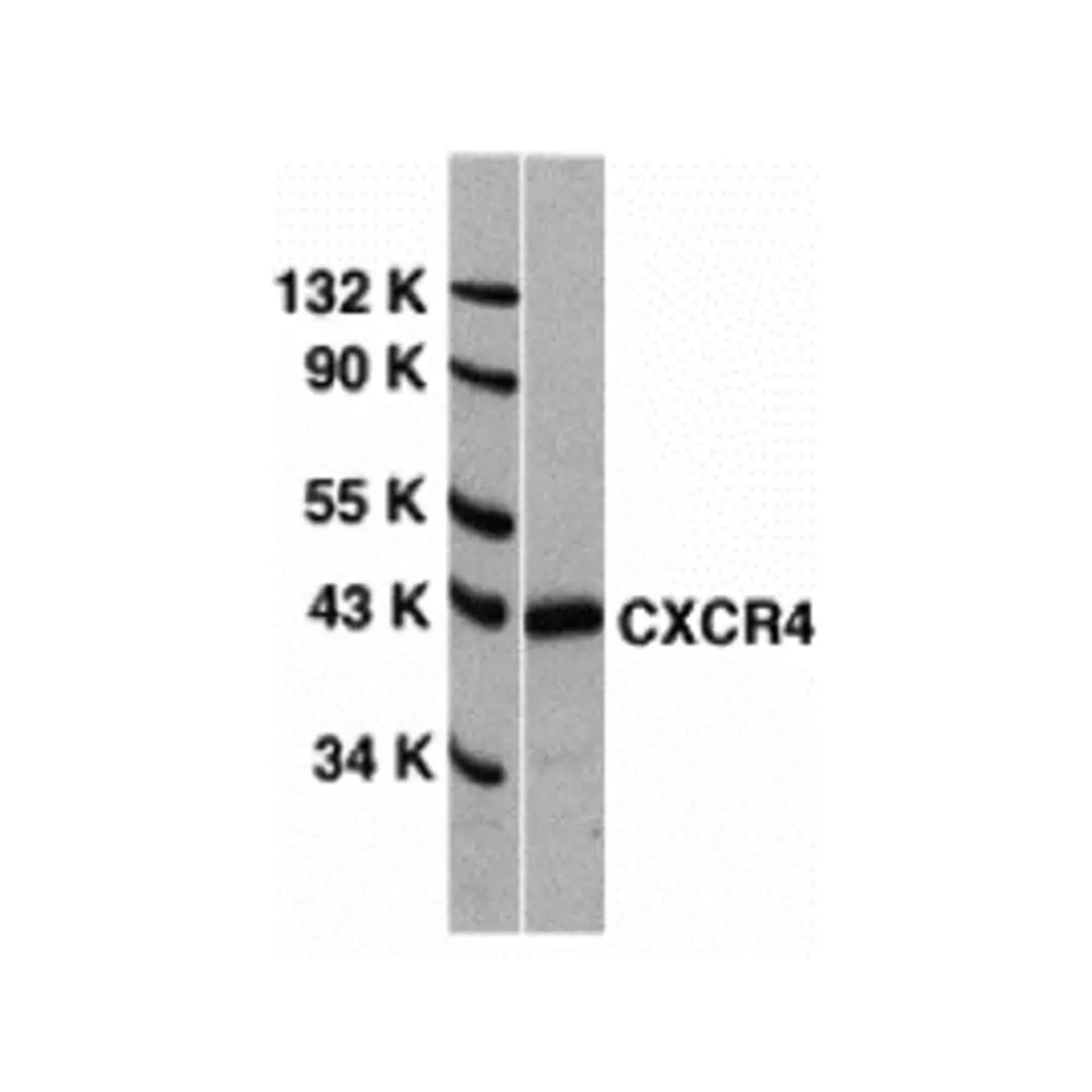 ProSci 1009_S CXCR4 Antibody, ProSci, 0.02 mg/Unit Primary Image