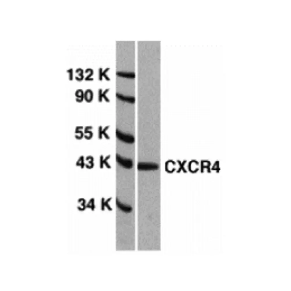 ProSci 1012 CXCR4 Antibody, ProSci, 0.1 mg/Unit Primary Image