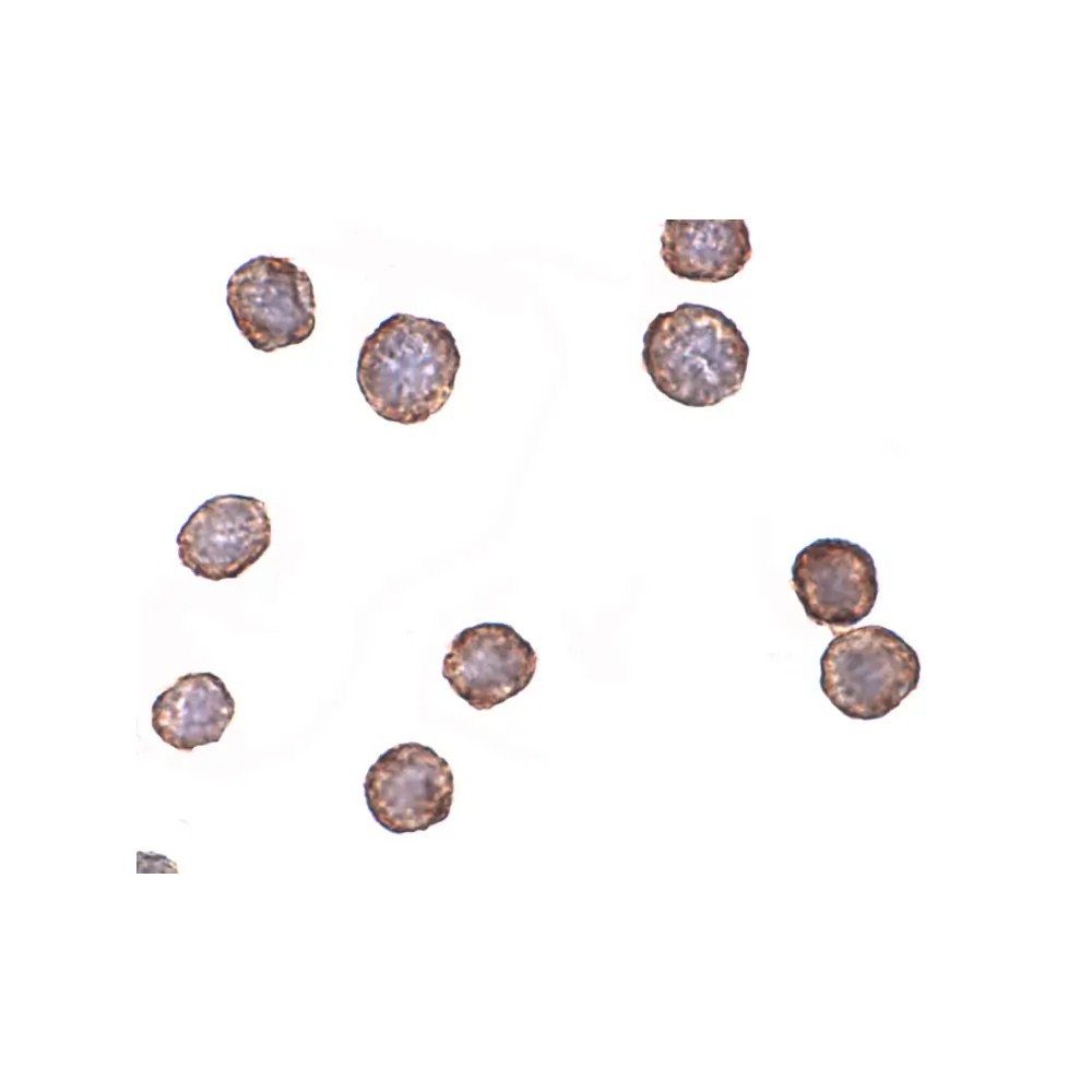 ProSci 4443 CXCR4-Lo Antibody, ProSci, 0.1 mg/Unit Secondary Image
