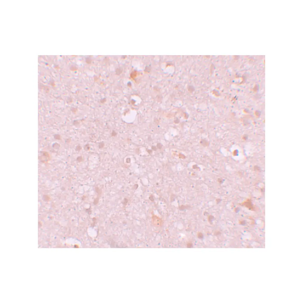 ProSci 6041_S CXXC4 Antibody, ProSci, 0.02 mg/Unit Secondary Image